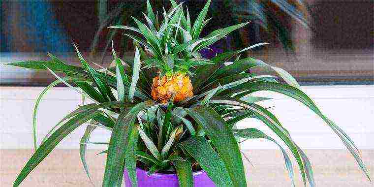 is it possible to grow pineapple at home