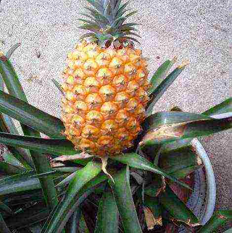 is it possible to grow pineapple at home