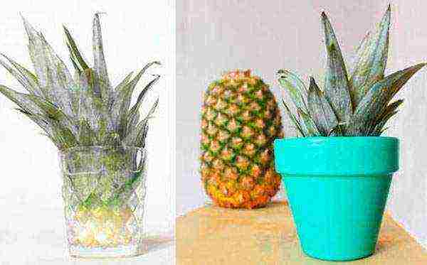 is it possible to grow pineapple at home