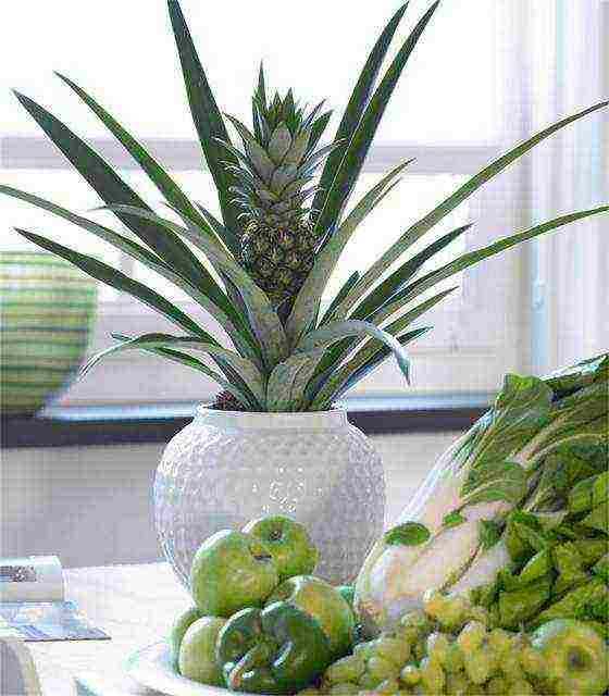 is it possible to grow pineapple at home