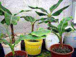 is it possible to grow bananas at home