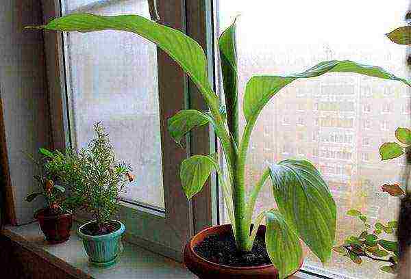 is it possible to grow bananas at home