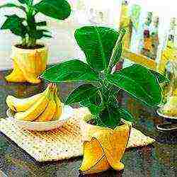 is it possible to grow bananas at home