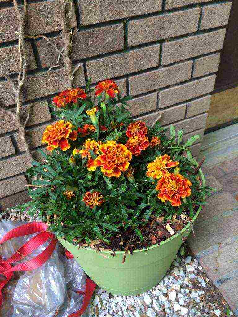 is it possible to grow marigolds at home