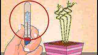 is it possible to grow marigolds at home