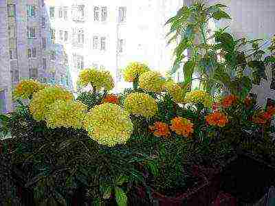 is it possible to grow marigolds at home