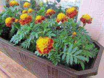 is it possible to grow marigolds at home