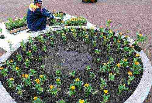 is it possible to grow marigolds at home