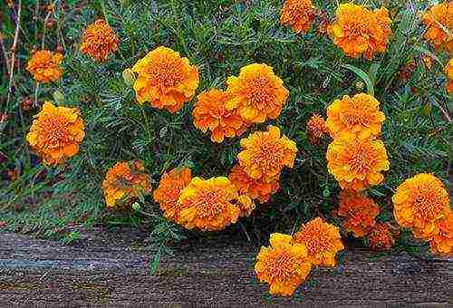 is it possible to grow marigolds at home