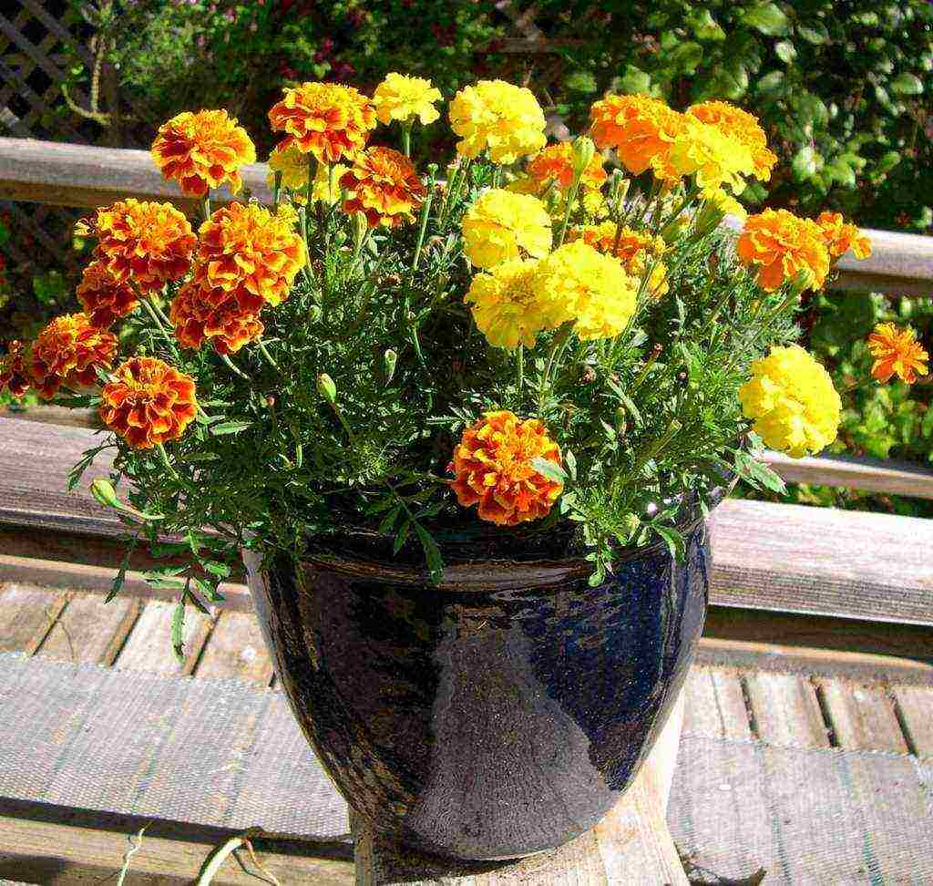 is it possible to grow marigolds in an apartment all year round