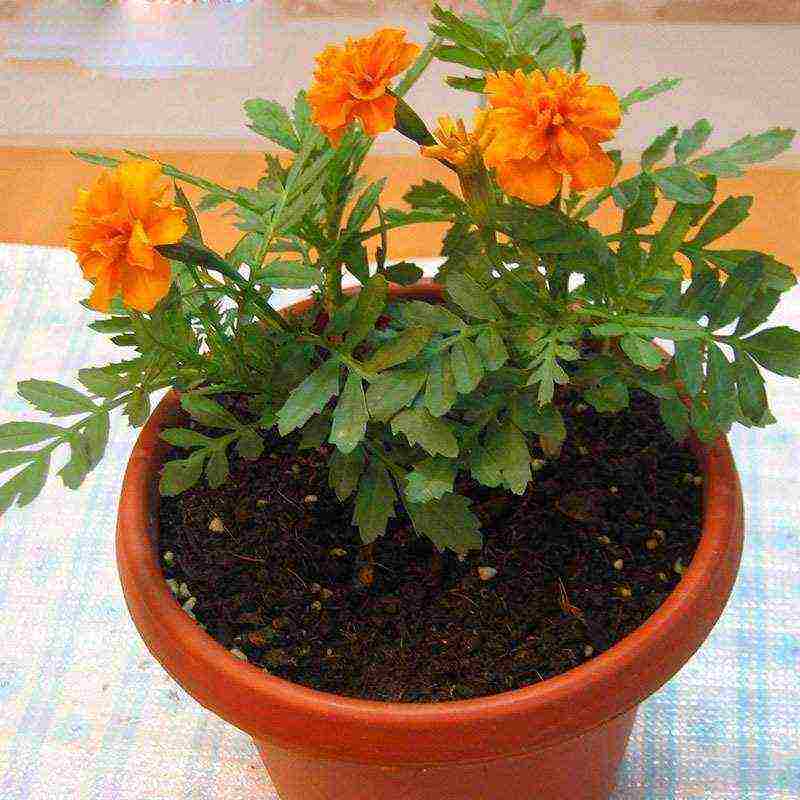 is it possible to grow marigolds in an apartment all year round