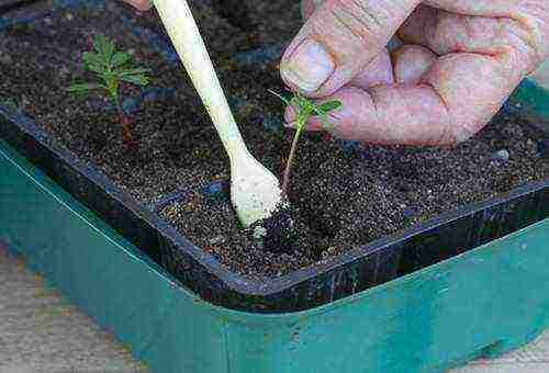 is it possible to grow marigolds in an apartment all year round