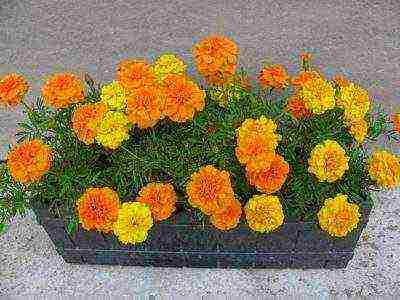 is it possible to grow marigolds in an apartment all year round