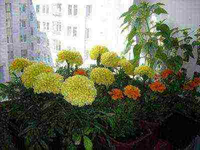 is it possible to grow marigolds in an apartment all year round