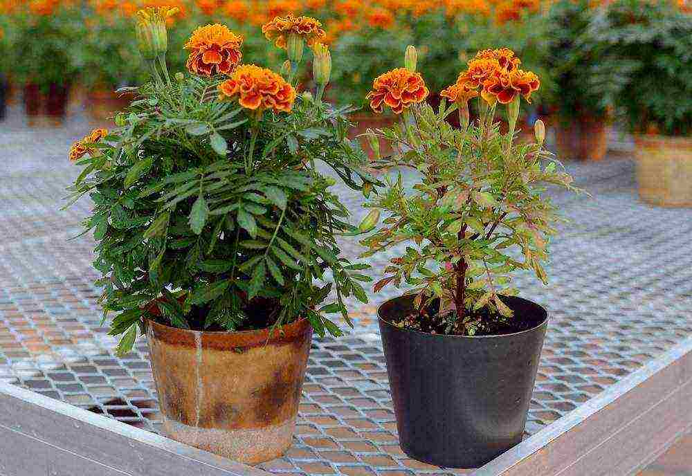 is it possible to grow marigolds in an apartment all year round