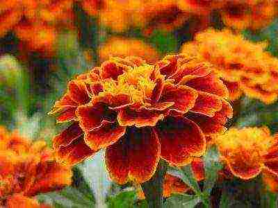 is it possible to grow marigolds in an apartment all year round