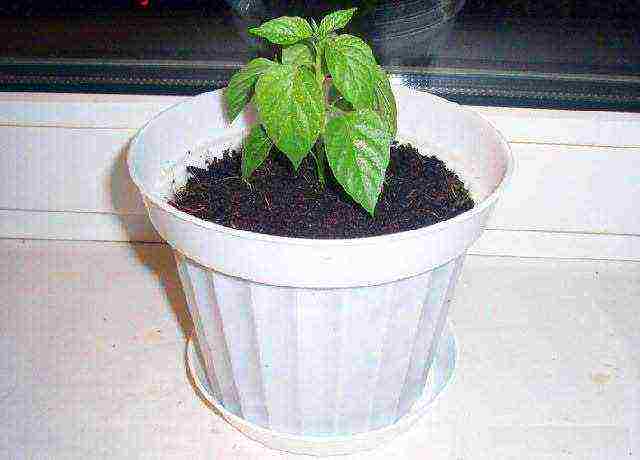 is it possible to grow bell peppers on a windowsill