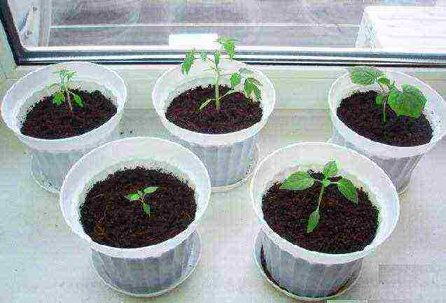 is it possible to grow bell peppers on a windowsill