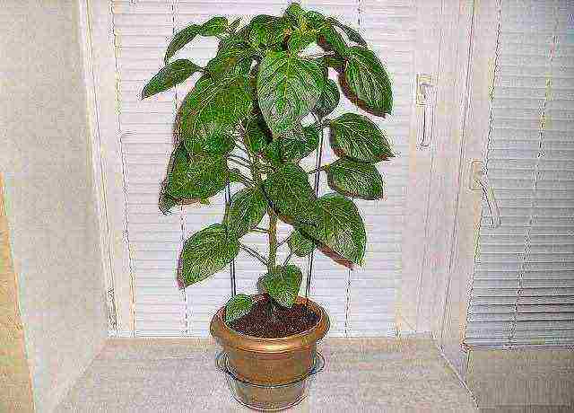 is it possible to grow bell peppers on a windowsill