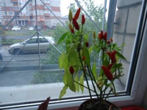 is it possible to grow bell peppers on a windowsill