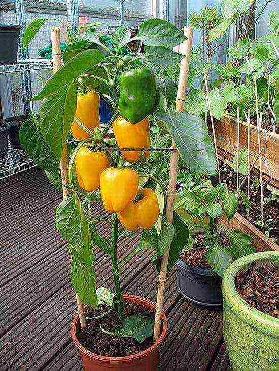 posible bang palaguin ang mga peppers ng bell sa isang windowsill