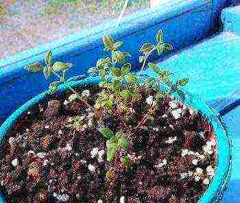 is it possible to grow thyme at home