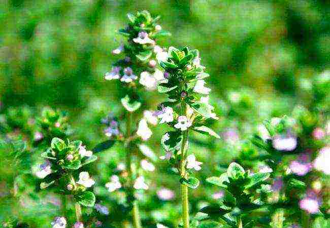 is it possible to grow thyme at home