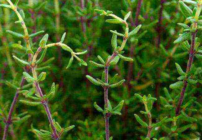 is it possible to grow thyme at home