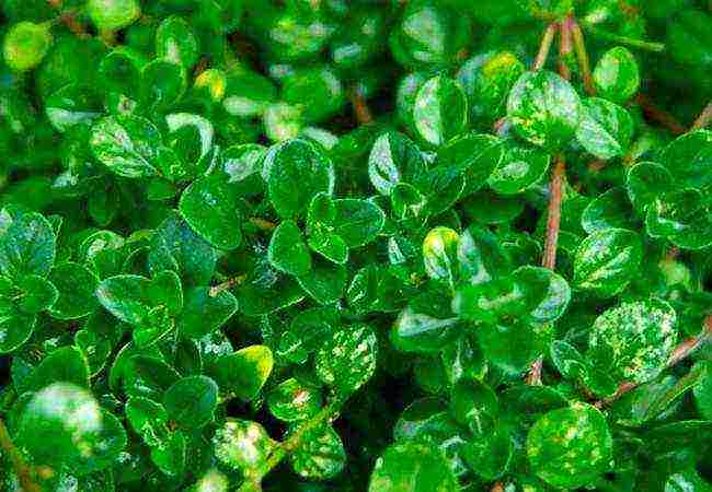 is it possible to grow thyme at home