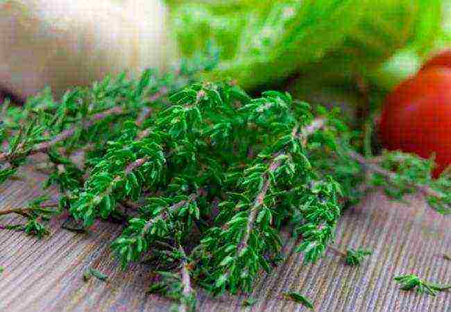 is it possible to grow thyme at home