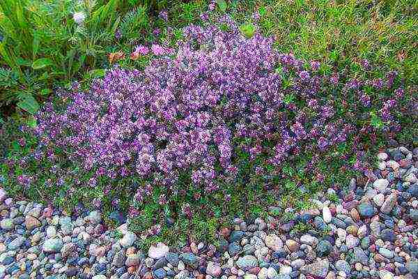 posible bang palaguin ang thyme sa bahay