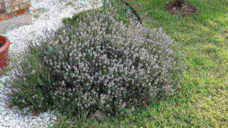 posible bang palaguin ang thyme sa bahay