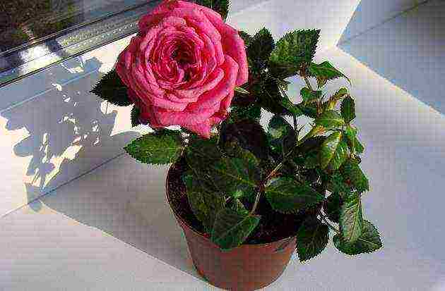 is it possible to grow a hybrid tea rose in an apartment