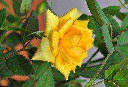 is it possible to grow a hybrid tea rose in an apartment