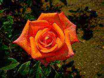 is it possible to grow a hybrid tea rose in an apartment