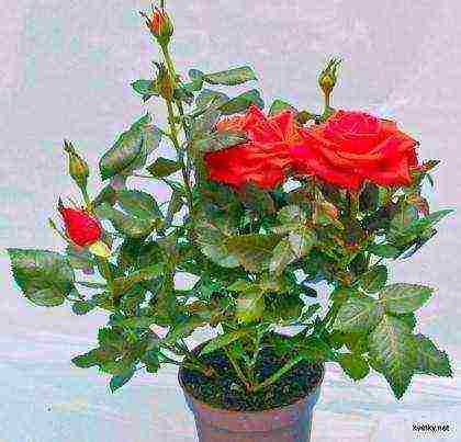 is it possible to grow a hybrid tea rose in an apartment