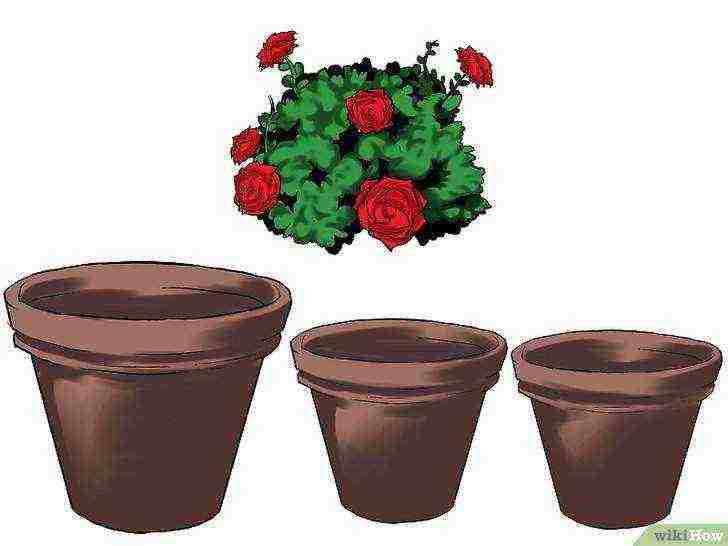 is it possible to grow hybrid tea roses in pots