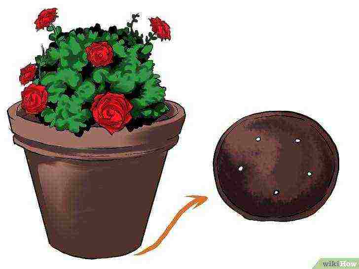 is it possible to grow hybrid tea roses in pots