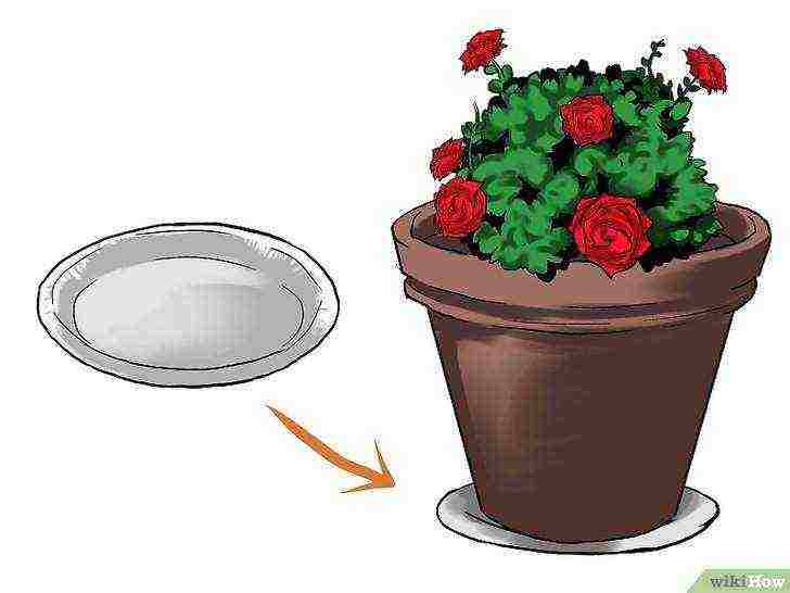 is it possible to grow hybrid tea roses in pots