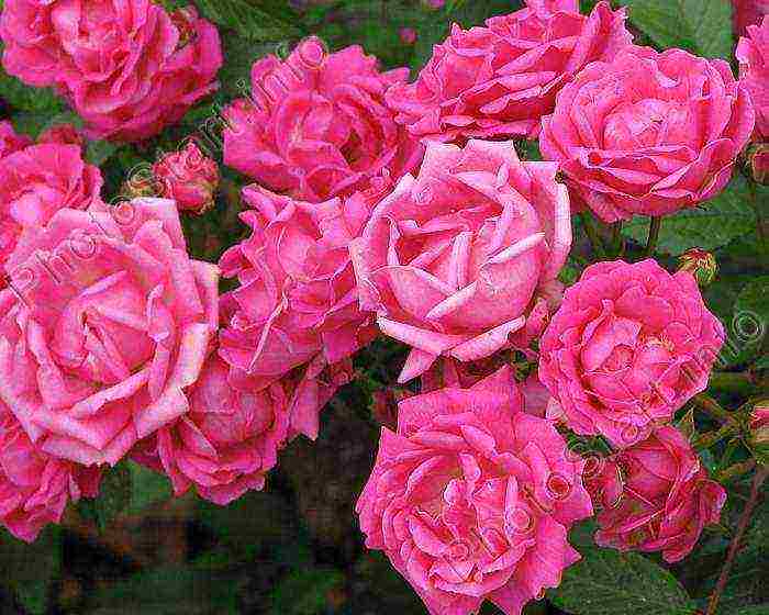 is it possible to grow hybrid tea roses in pots