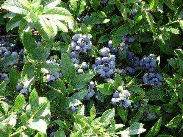 posible bang palaguin ang mga blueberry sa bahay