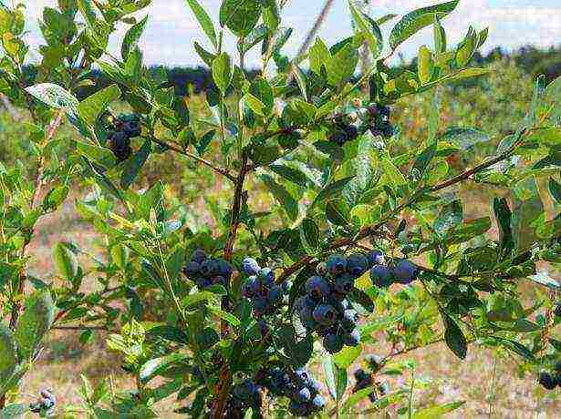 posible bang palaguin ang mga blueberry sa bahay