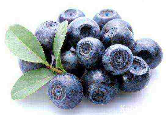 posible bang palaguin ang mga blueberry sa bahay