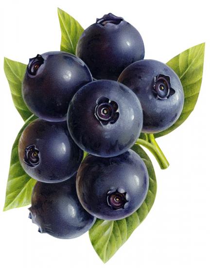 is it possible to grow blueberries at home