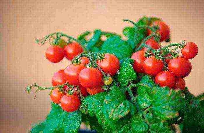 posible bang palaguin ang cherry sa bahay