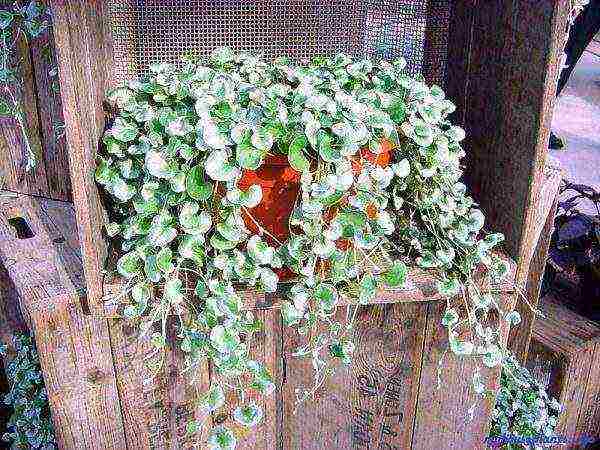 is it possible to grow dichondra as a houseplant