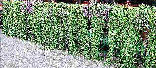 is it possible to grow dichondra as a houseplant