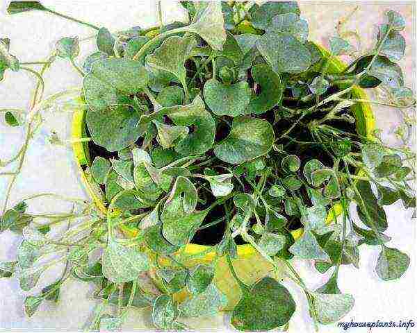 posible bang lumaki ang dichondra bilang isang houseplant