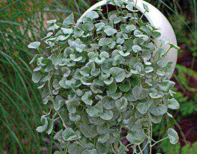 is it possible to grow dichondra as a houseplant