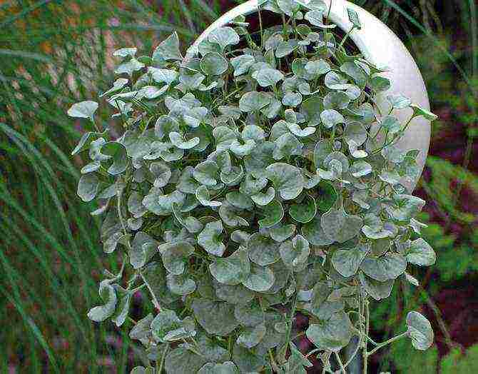 posible bang lumaki ang dichondra bilang isang houseplant